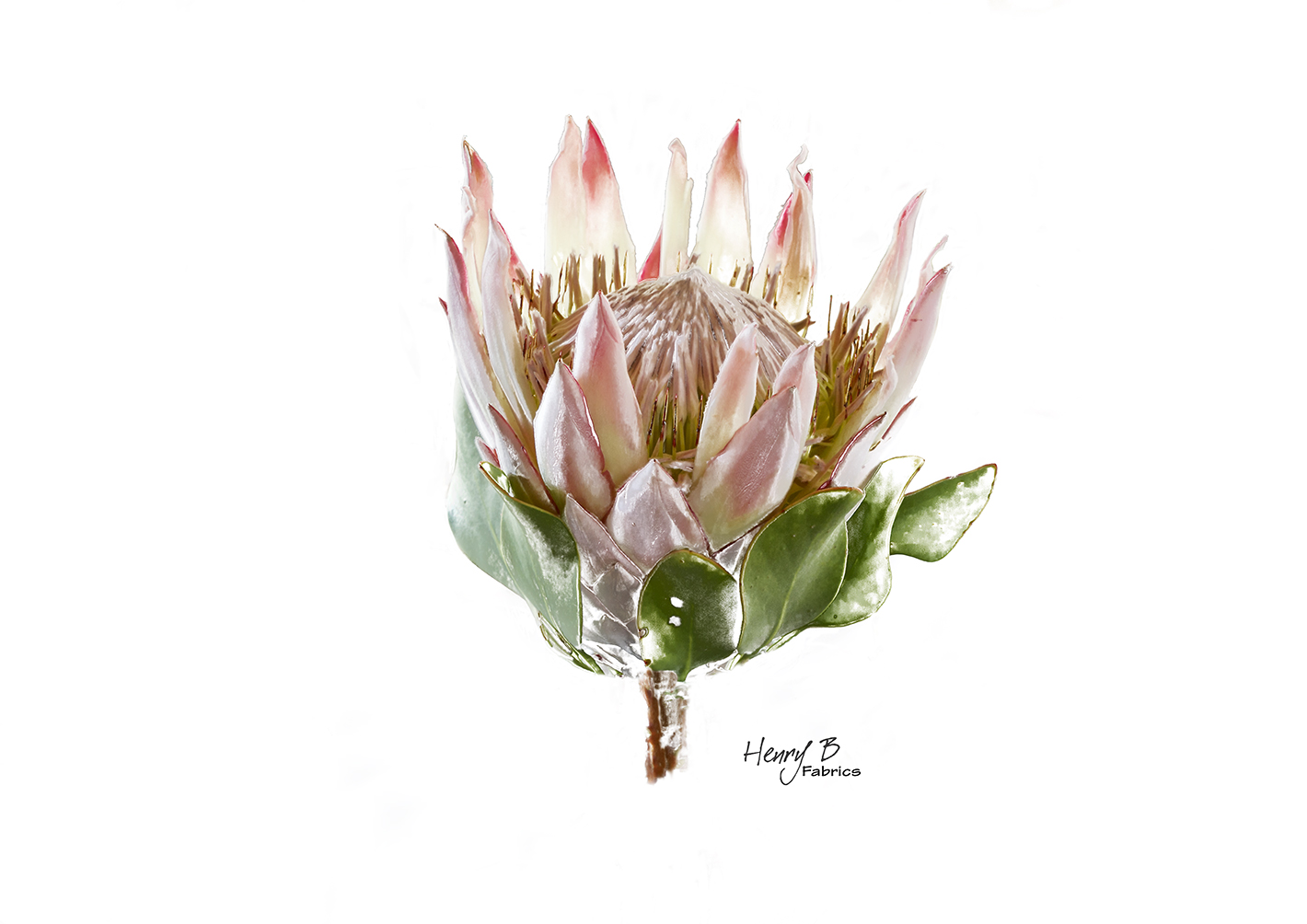 protea-placemat-1